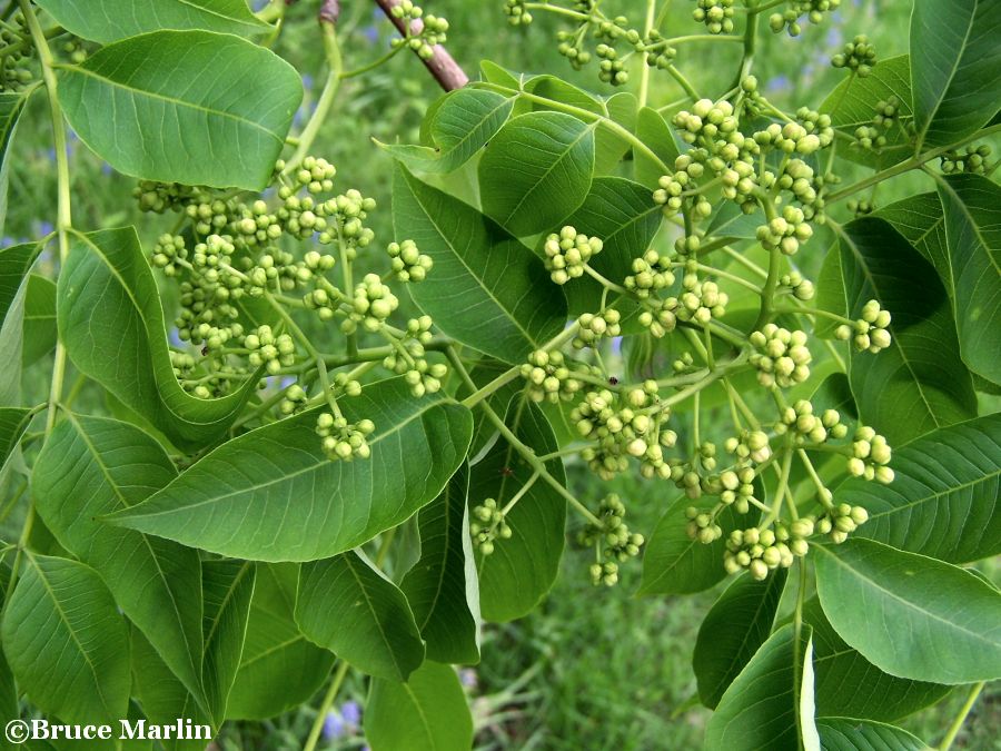 Amur Cork Tree foliage and fruit