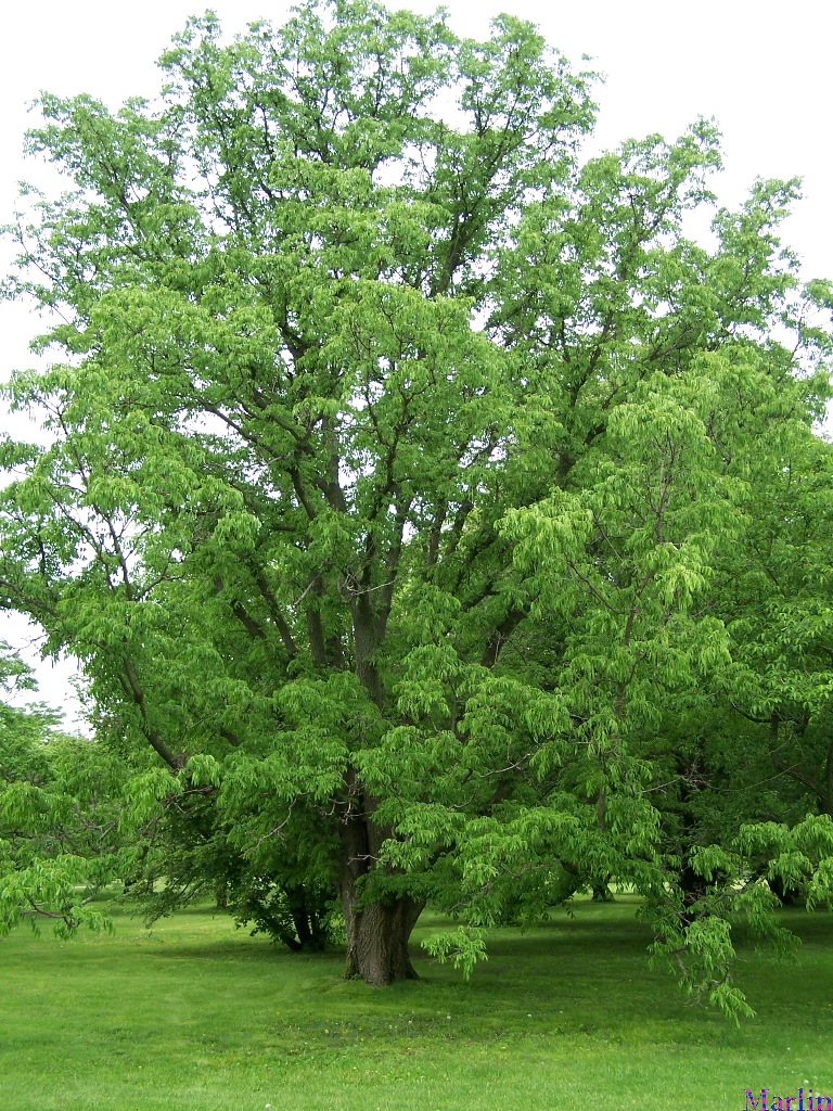 Amur Cork Tree