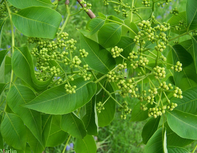 Amur Cork Tree Foliage and Fruit