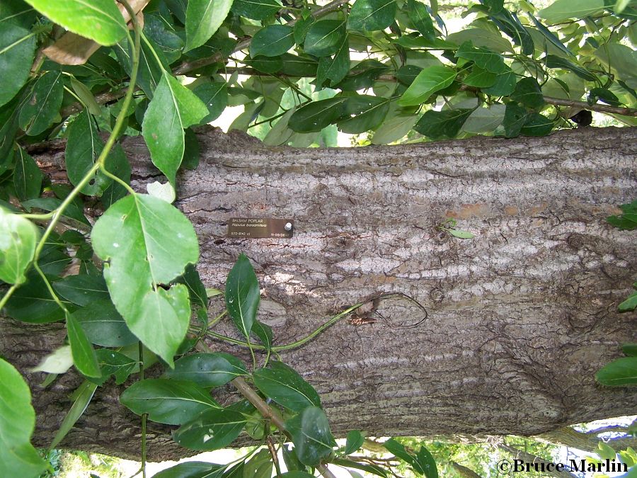 Balsam Poplar bark & foliage