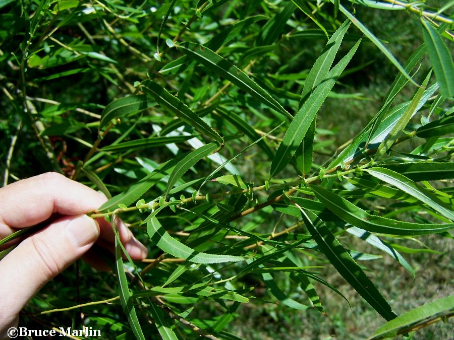 Black Willow foliage