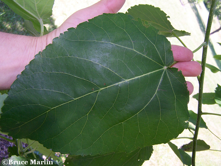 Swamp Cottonwood - Populus heterophylla - North American Insects & Spiders