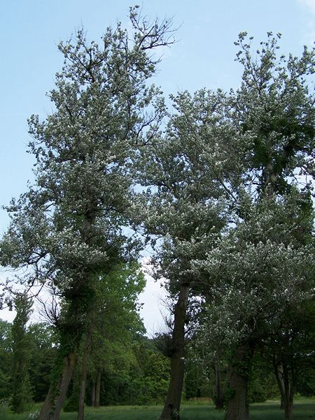 White poplar