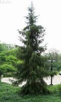 Serbian Spruce