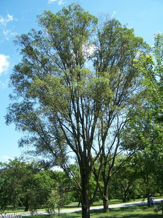 Siberian Elm