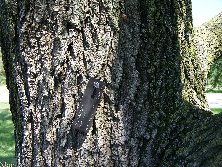 Siberian Elm Bark