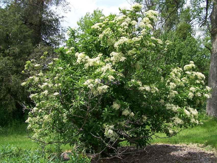 Siebold Viburnum