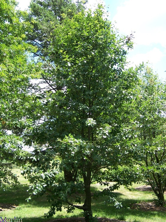 Swedish Whitebeam - Sorbus intermedia