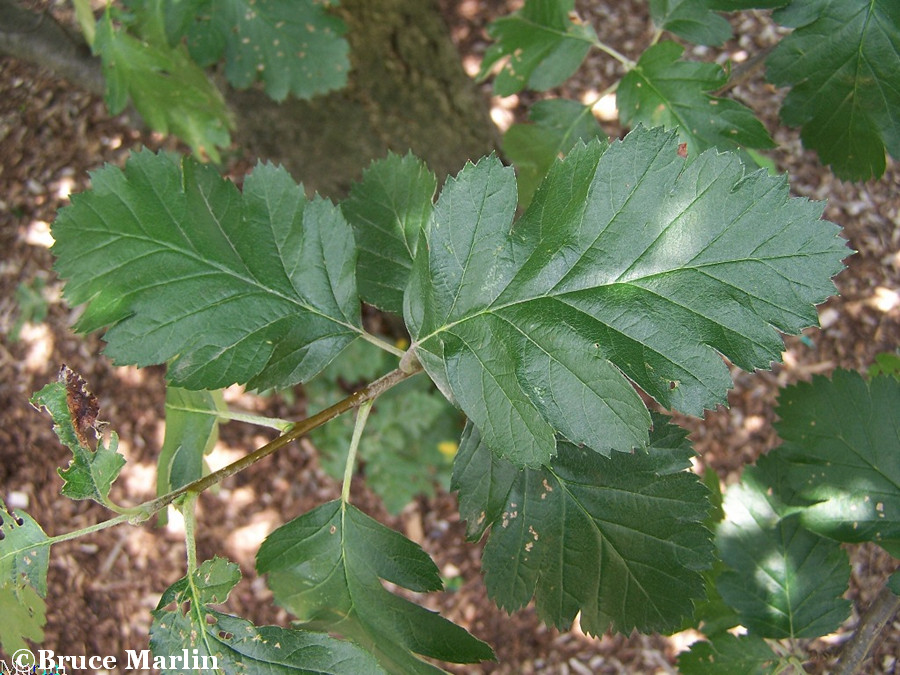 Swedish Whitebeam - Sorbus intermedia