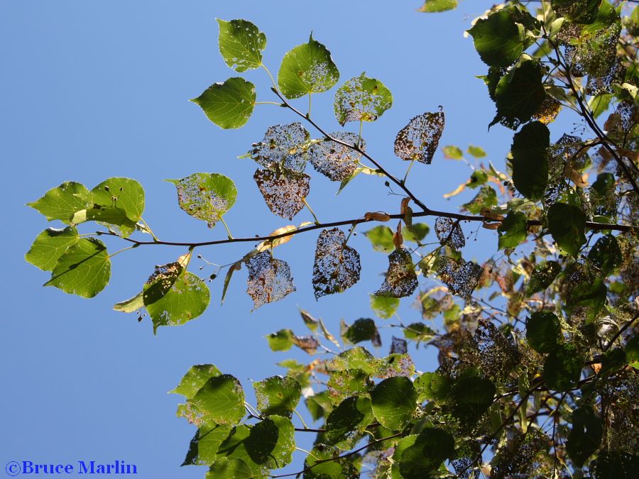 linden tree Japanese beetle damage