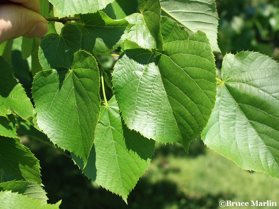 Von Moltke Linden foliage