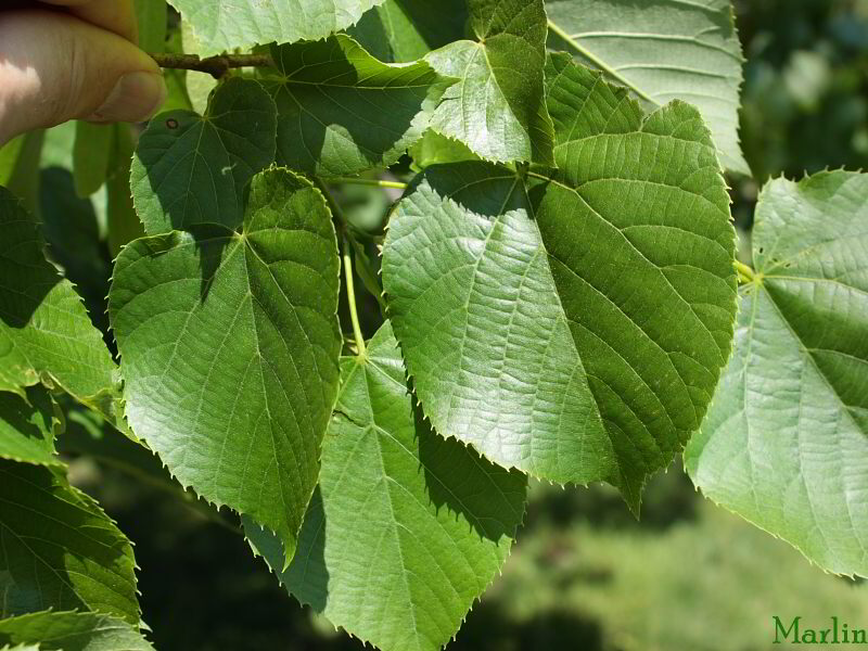 Moltke Linden Foliage