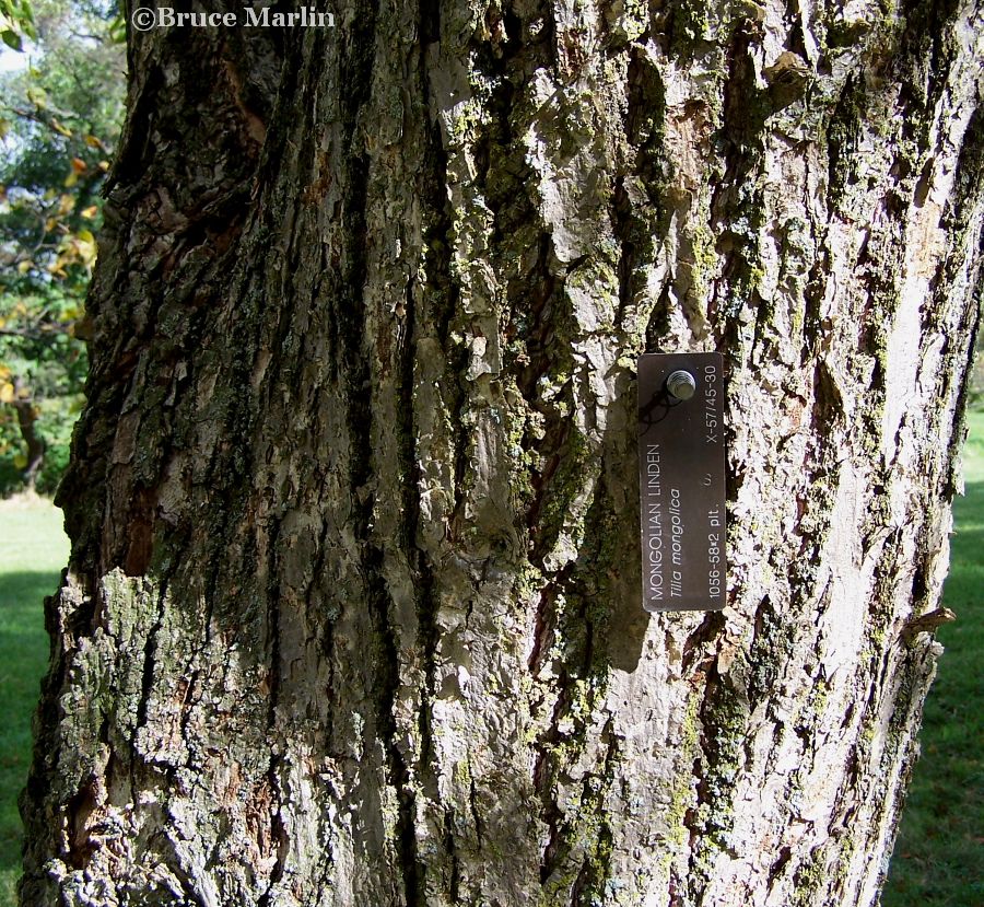 Mongolian Linden bark