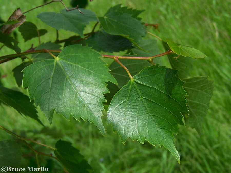 Mongolian Linden foliage