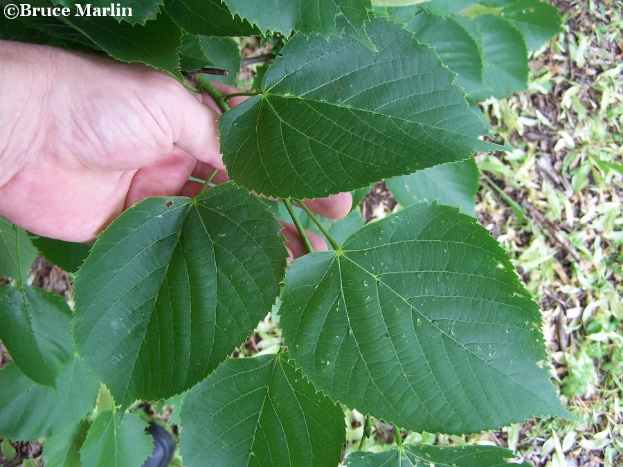 Redmond Linden foliage