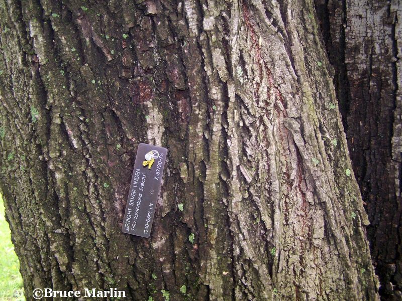 upright silver linden bark