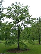 Bergmann's Elm - Ulmus bergmanniana