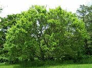 Chinese Elm - Ulmus parvifolia