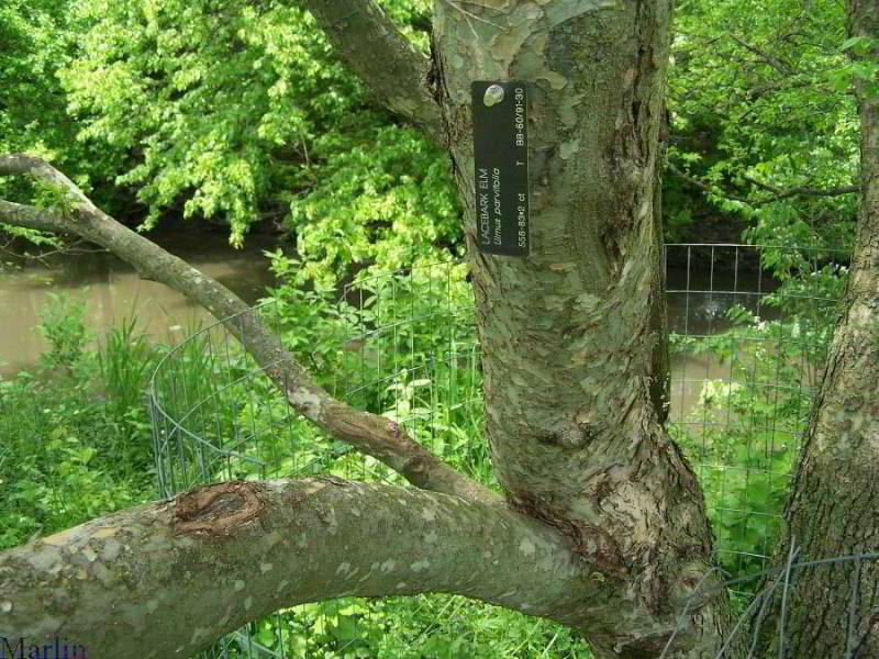 Chinese Elm - Ulmus parvifolia