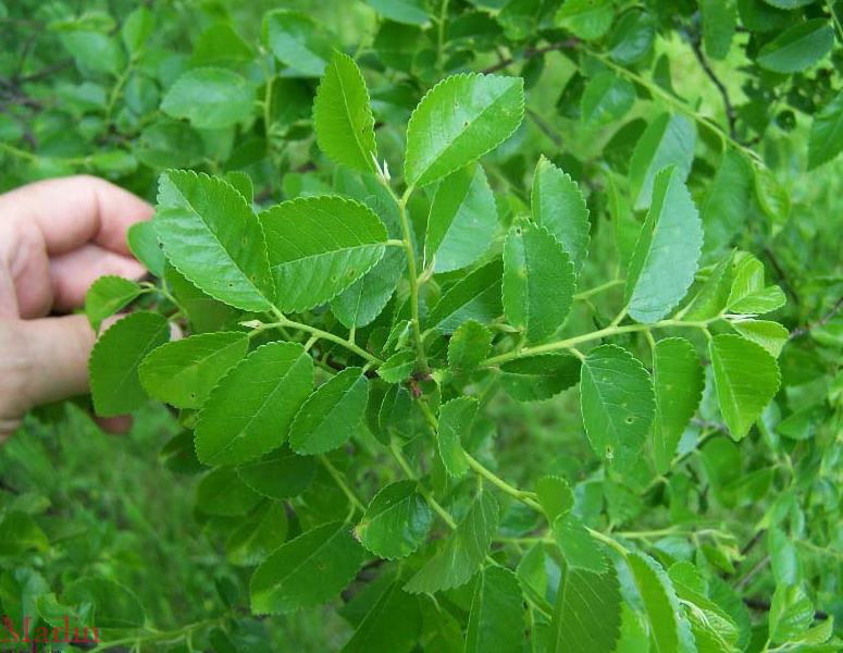 Chinese Elm Foliage