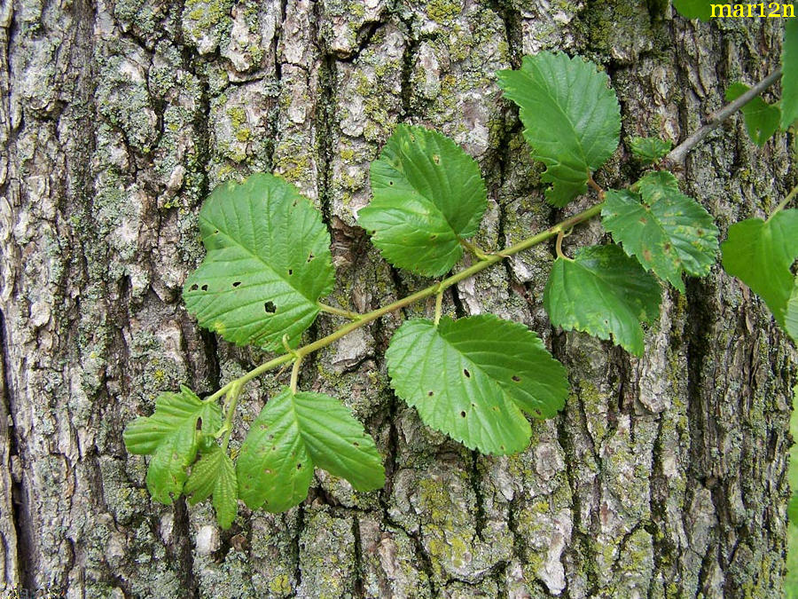 Klemmer Holland Elm bark & foliage