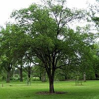 Large-fruited Elm - Ulmus macrocarpa 