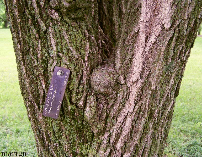 Large-Fruited Elm Bark