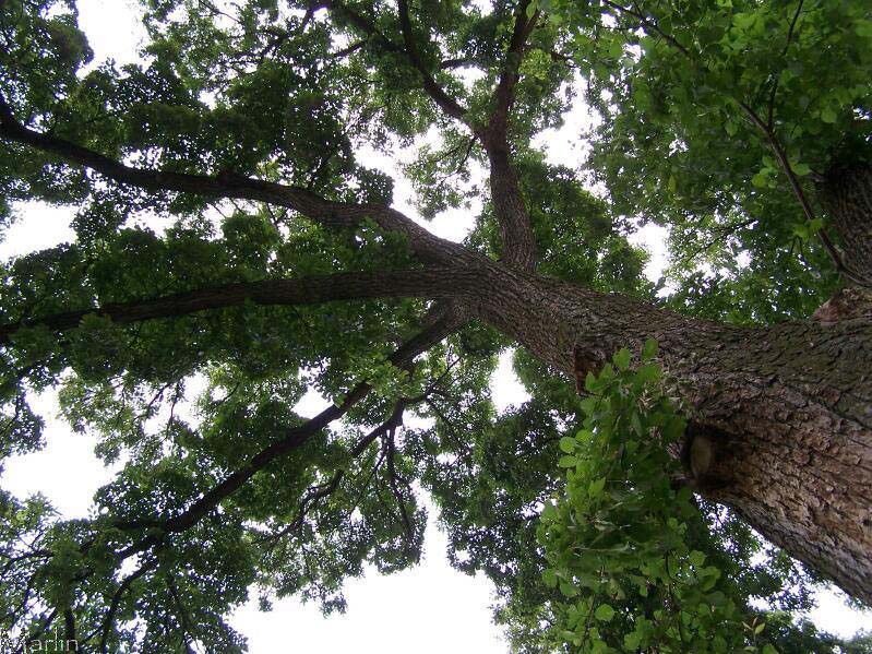 Accolade Elm Tree in summer