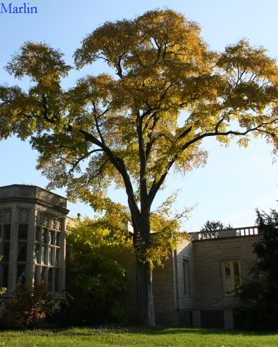 Morton Accolade elm