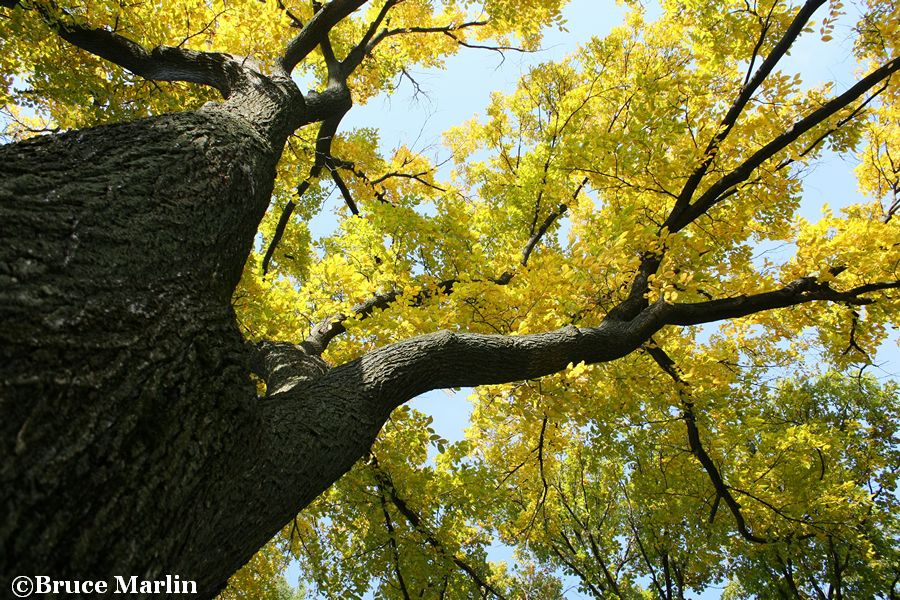 American Elm autumn colors