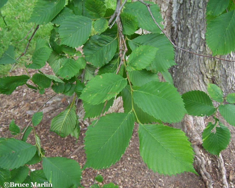 American Elm foliage