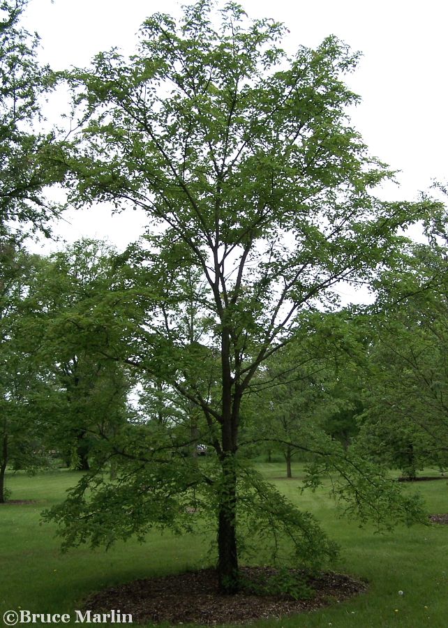 Bergmann's Elm