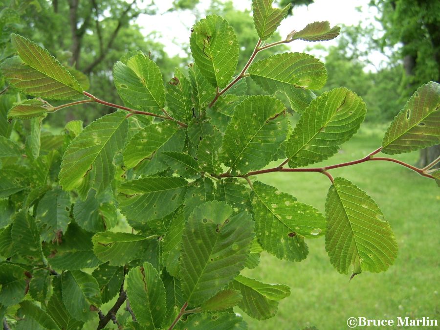 Bergmann's Elm foliage