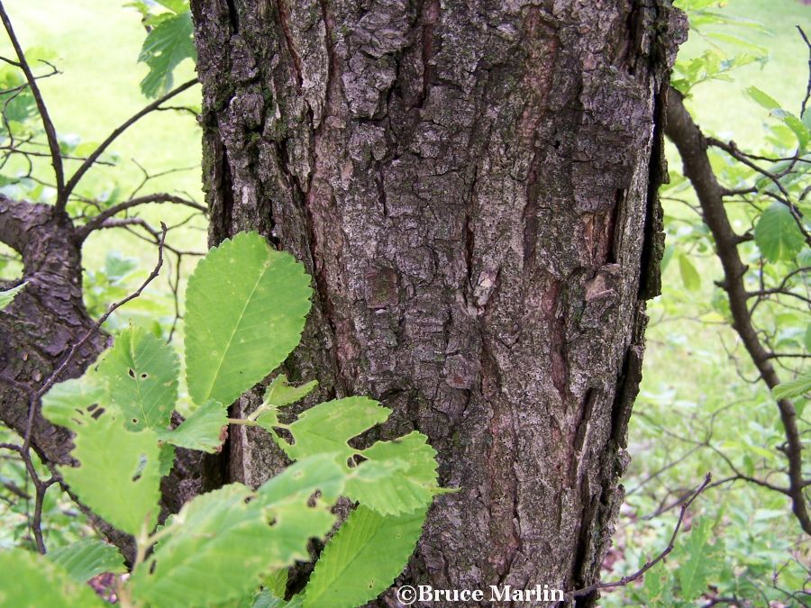 Bergmann's Elm bark