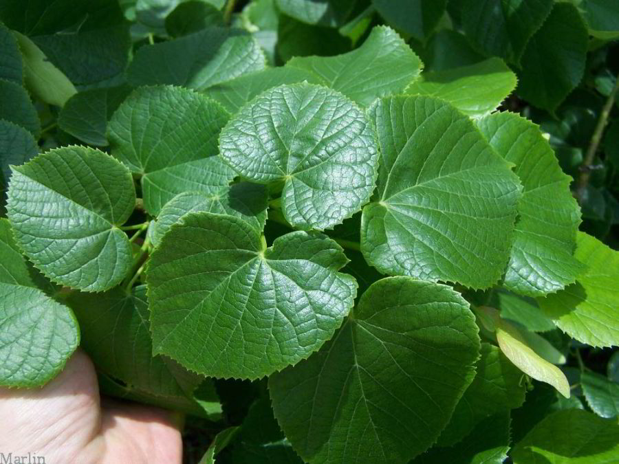 american linden tree leaves