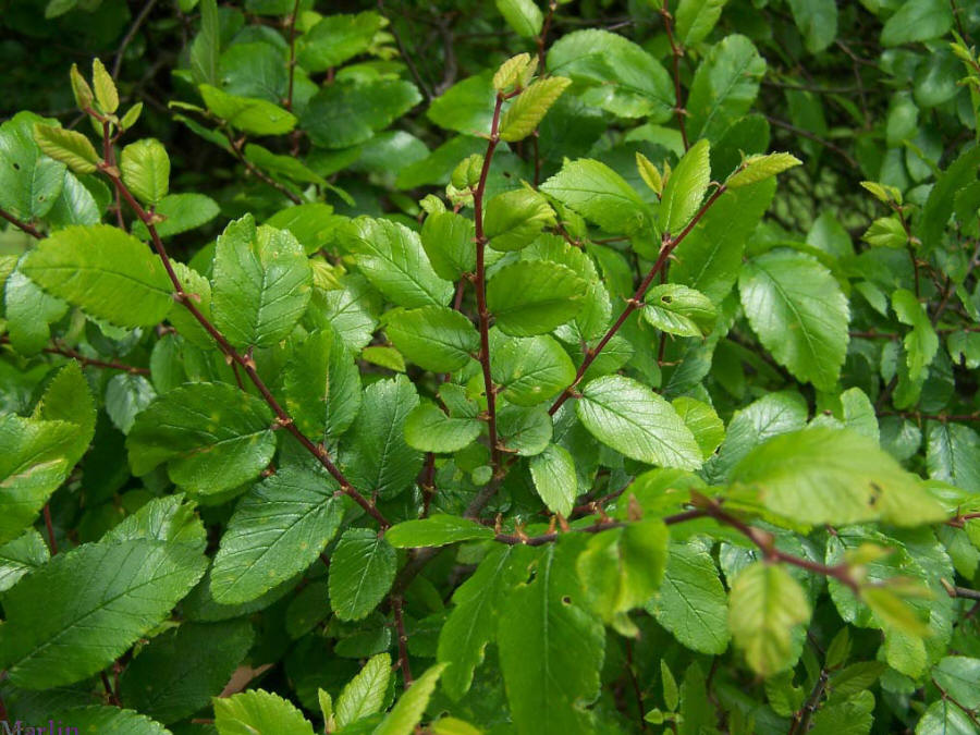 Cedar Elm Foliage