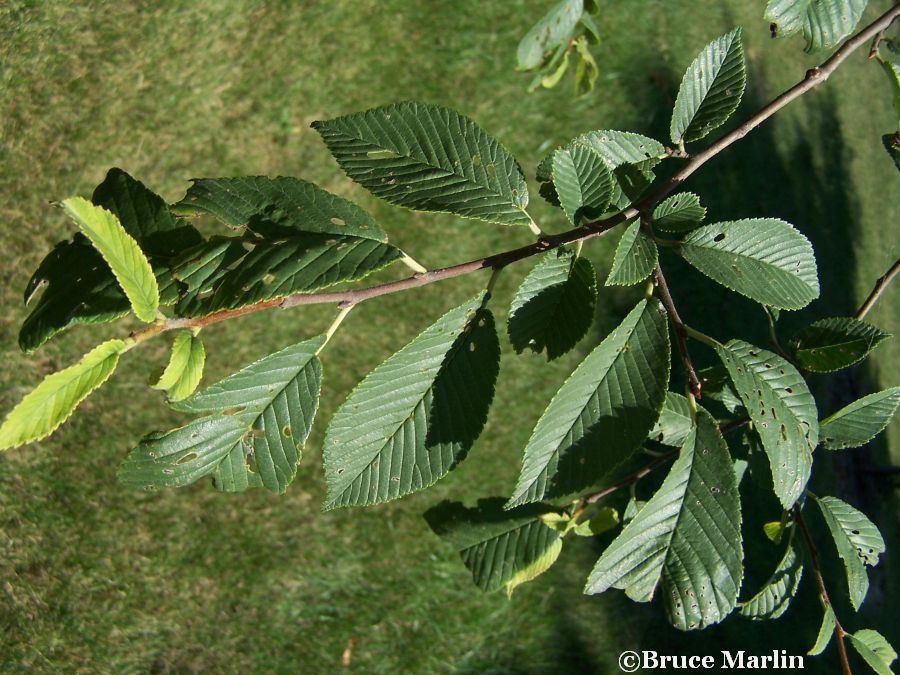 Chenmou Elm foliage