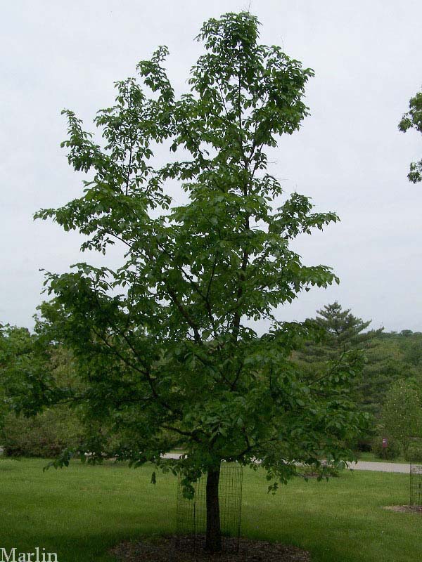 Corkbark Elm Tree