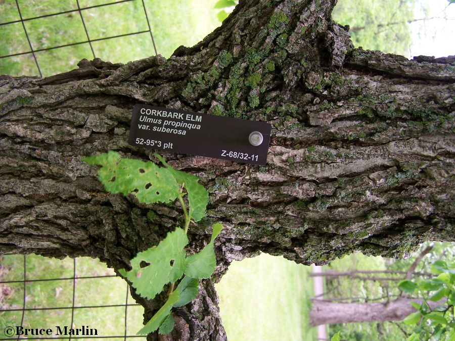 Cork Bark Elm bark