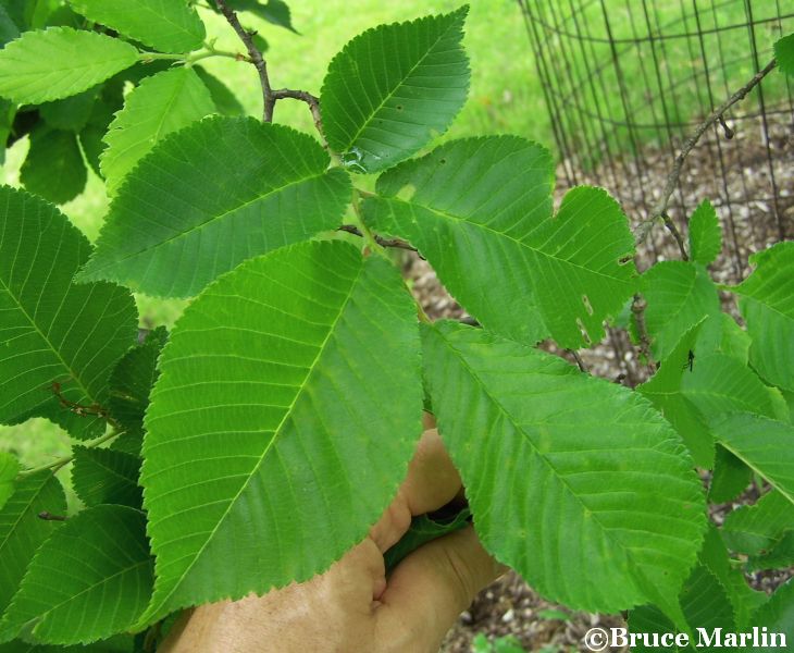 corkbark elm foliage