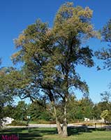 Dropmore Siberian Elm Ulmus pumila 'Dropmore'