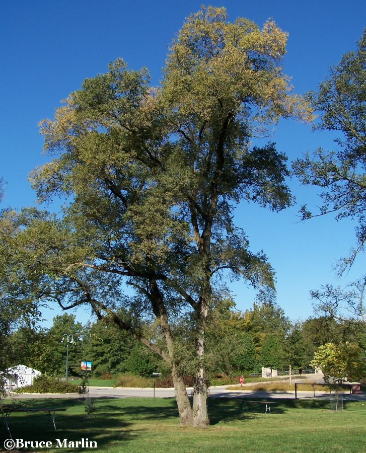 Dropmore Siberian Elm