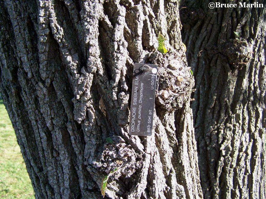 Dropmore Siberian Elm bark