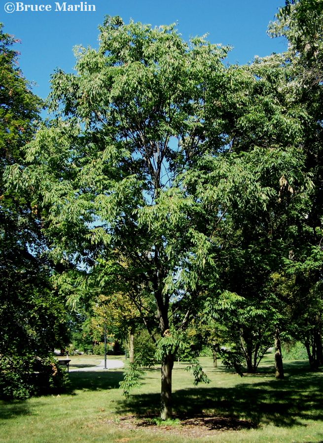 Green Vase Zelkova - Zelkova serrata var. "Green Vase" - North American