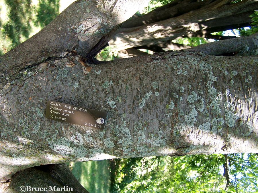 Green Vase Zelkova bark