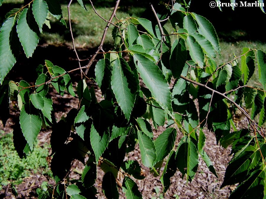 Green Vase Zelkova foliage