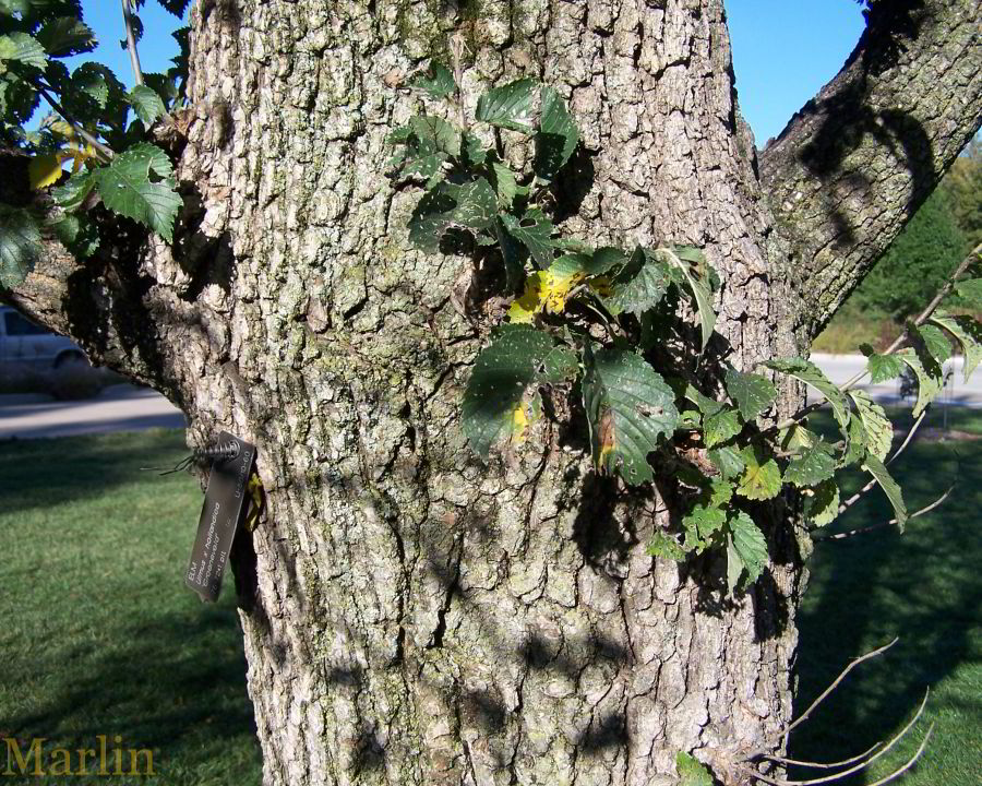 Greuneveld Holland Elm Bark and Foliage