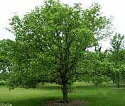 Hackberry - Celtis occidentalis