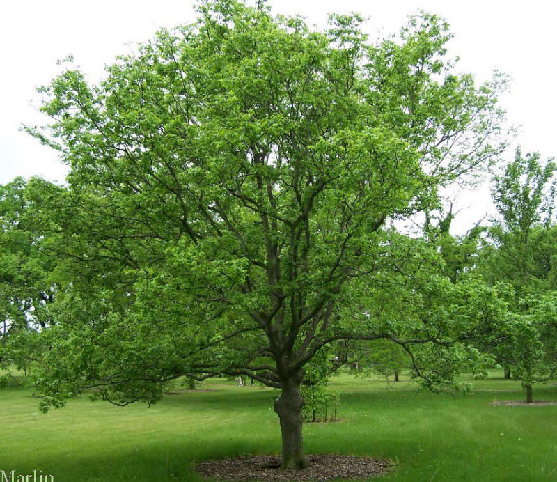 Hackberry Tree