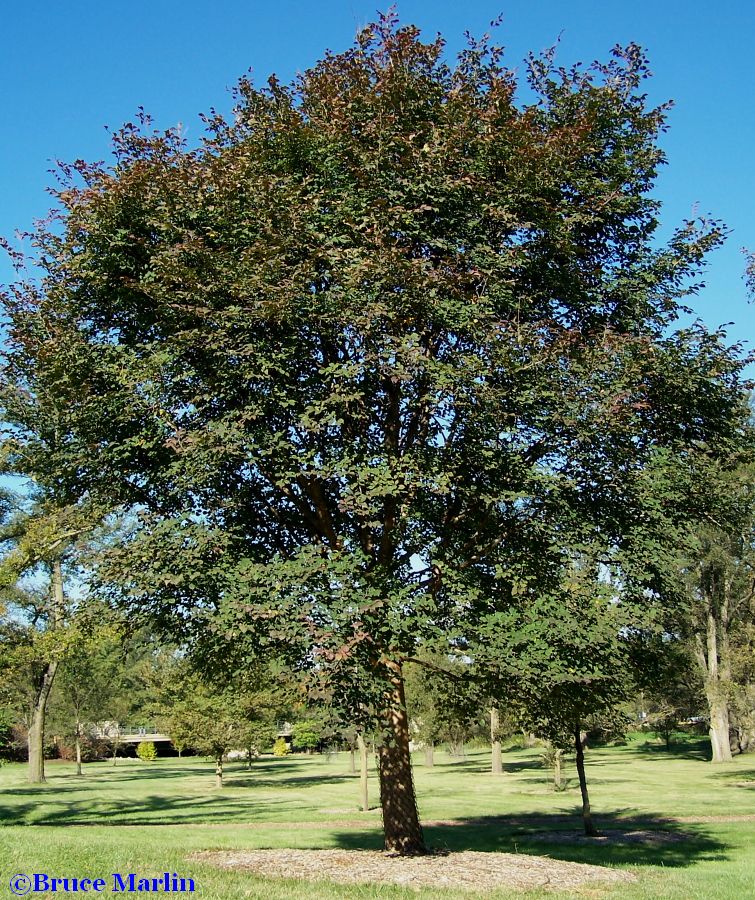 Hobei Elm